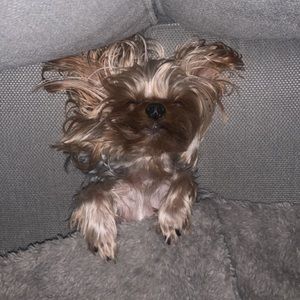 Meet your Posher, Elnaz